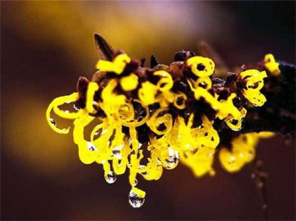 Precautions for Hamamelis cultivation
