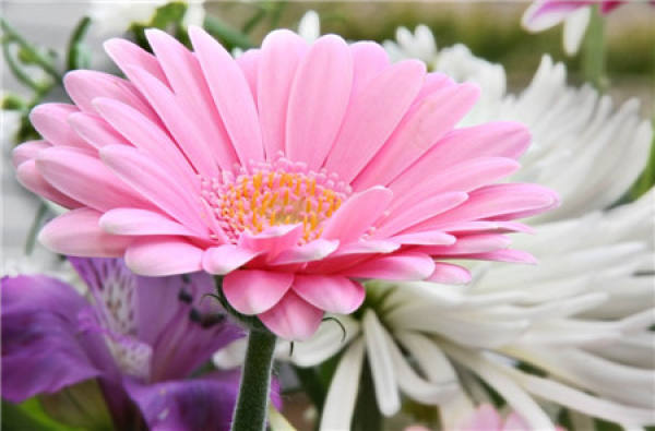 Watering Management of Gerbera jamesonii