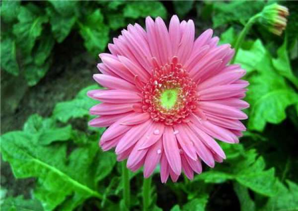 Fertilization Management of Gerbera jamesonii