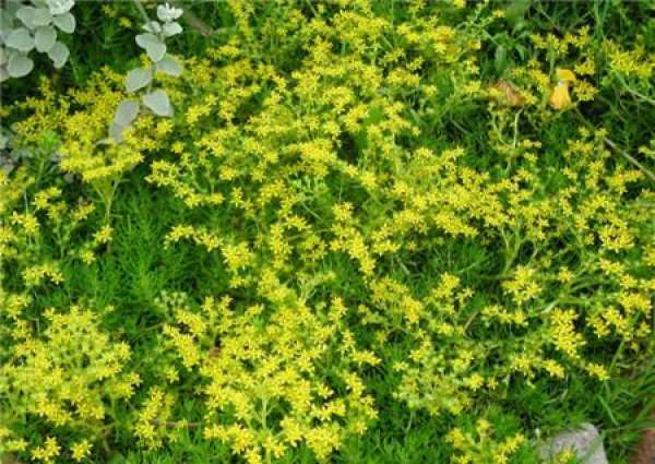 Culture method of Sedum lineare Thunb