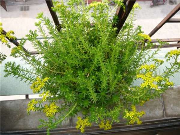Matters needing attention in breeding of Sedum lineare Thunb