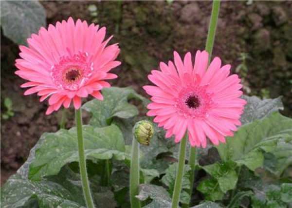flower language of Gerbera