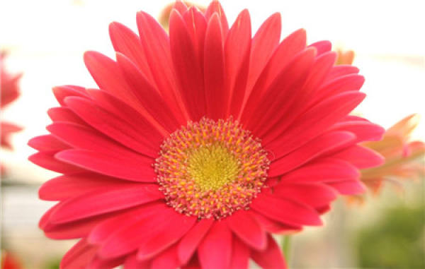 Why is Gerbera Daisy called Fulang flower?