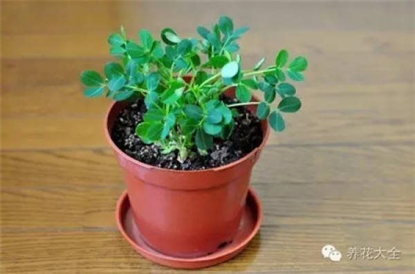 Potted peanut