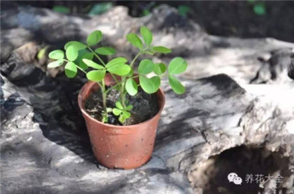 Potted peanut