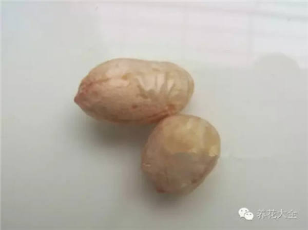 Potted peanut