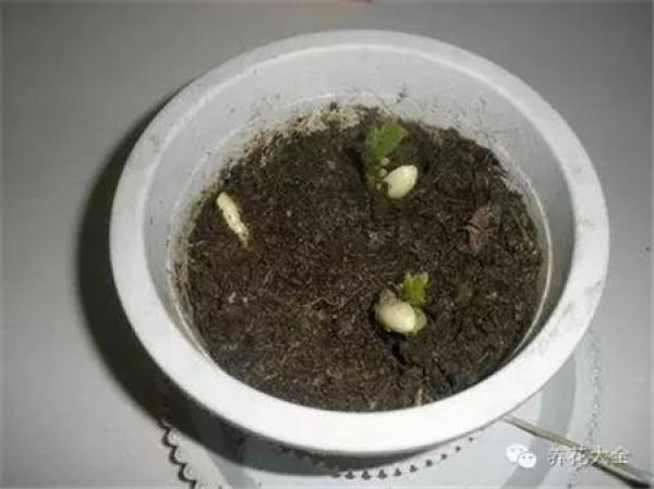Potted peanut