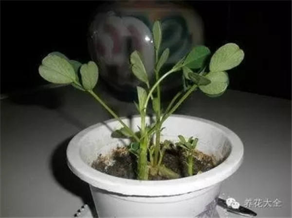 Potted peanut