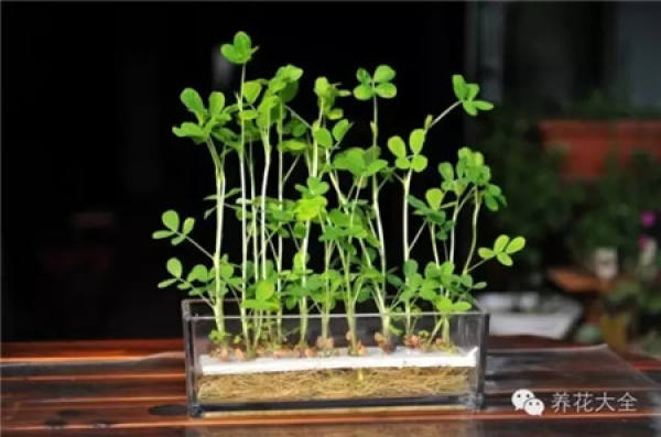Potted peanut
