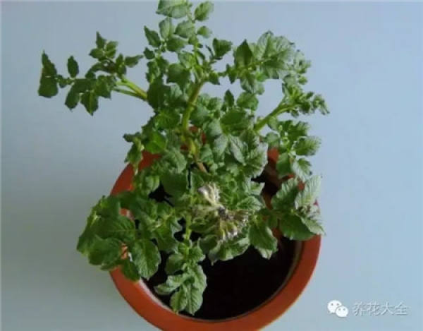 Potted peanut