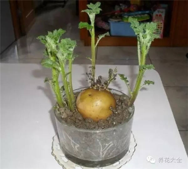 Potted peanut