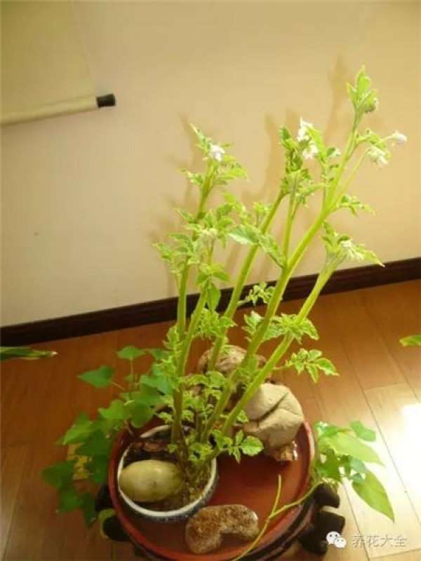 Potted peanut