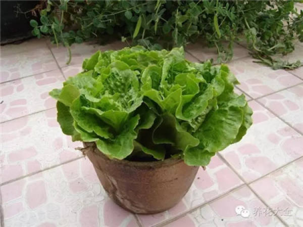Potted peanut