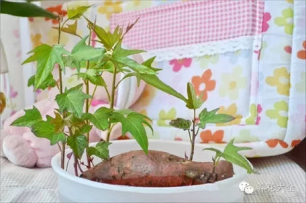 Potted peanut