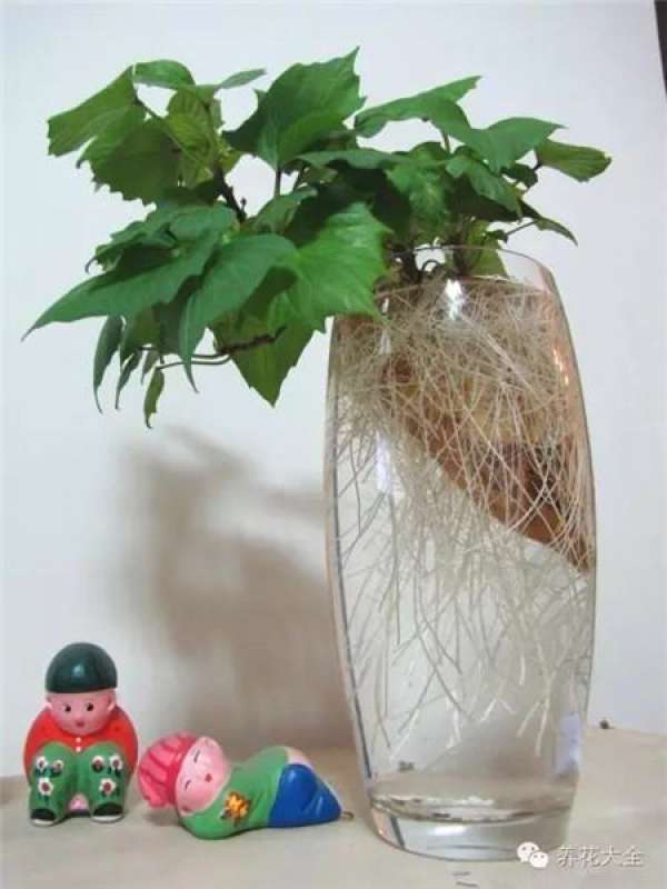 Potted peanut