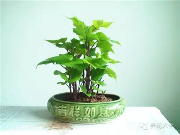 Potted peanut