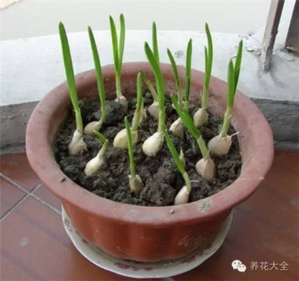 Potted peanut