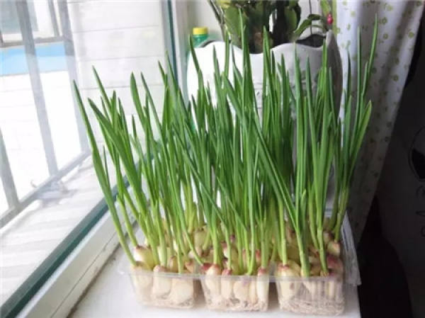 Hydroponic garlic