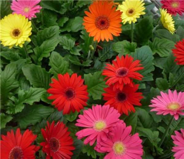 Diseases and Control of Gerbera jamesonii Diseases and Control of Gerbera jamesonii