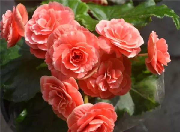 Rieger Begonia