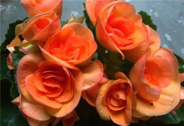 Rieger Begonia