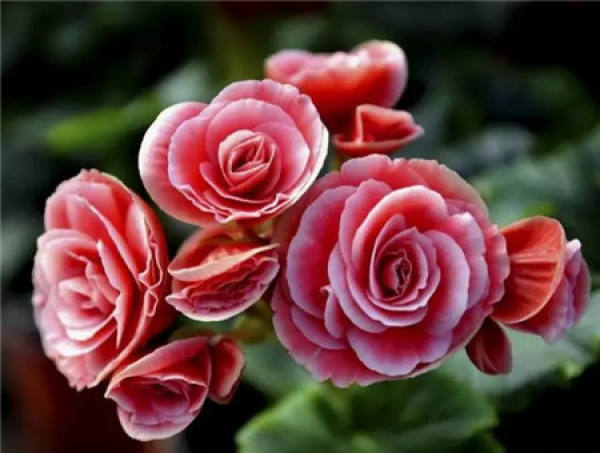 Rieger Begonia