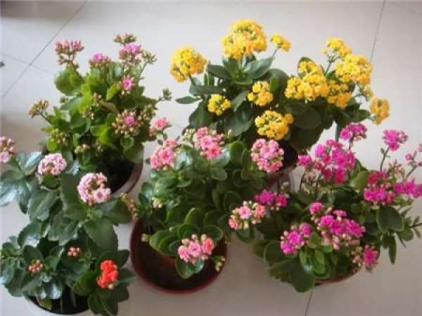 Rieger Begonia