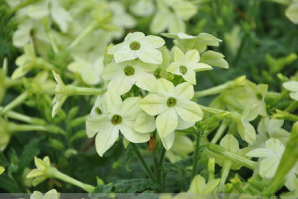 Floral Tobacco