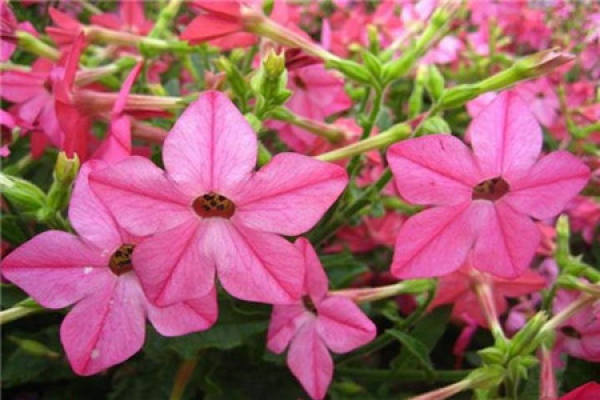 Floral Tobacco