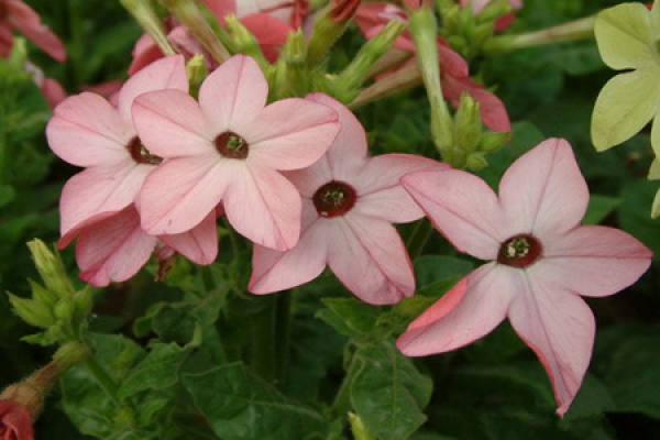 flower tobacco