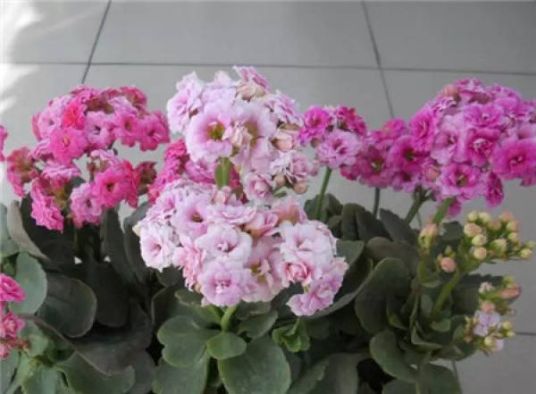Rieger Begonia
