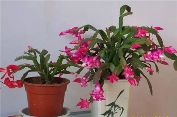Rieger Begonia