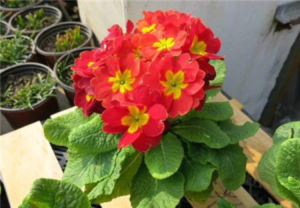 Rieger Begonia