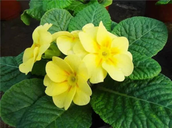 Rieger Begonia