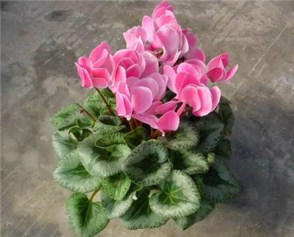 Rieger Begonia