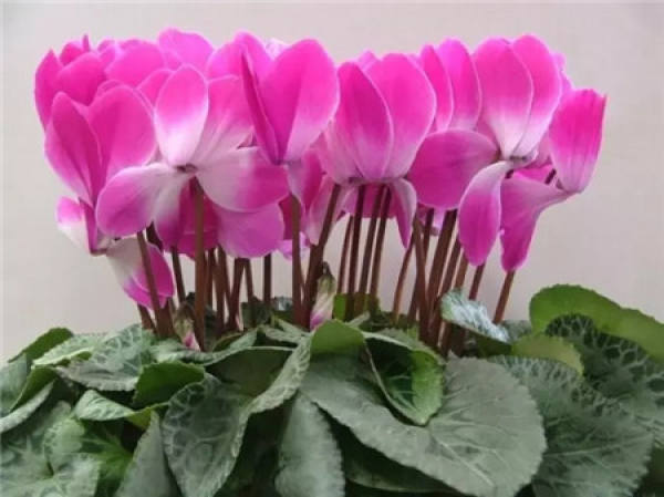 Rieger Begonia