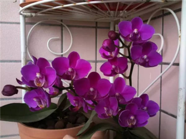 Rieger Begonia