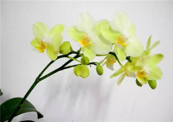 Rieger Begonia