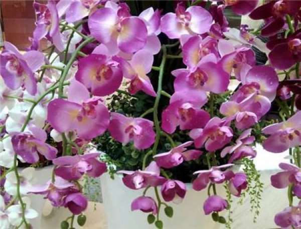 Rieger Begonia
