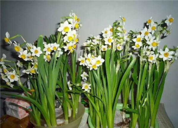 Rieger Begonia