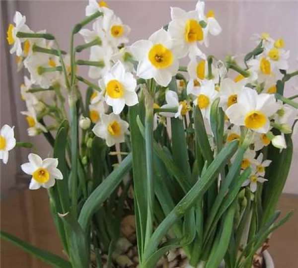 Rieger Begonia