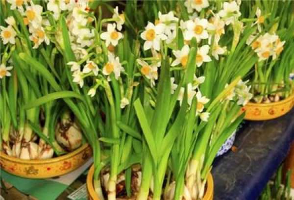 Narcissus maintenance method