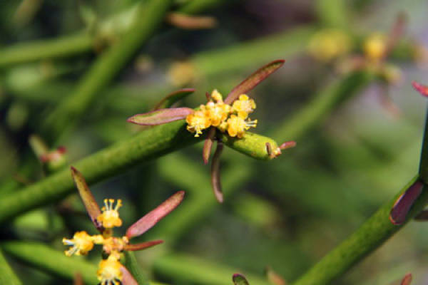 Blossoming of single tree