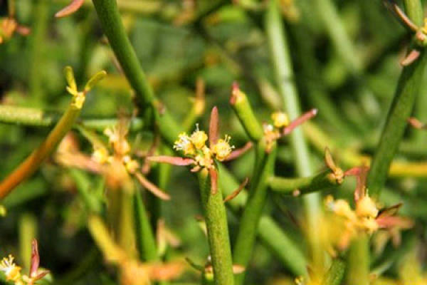 Blossoming of single tree