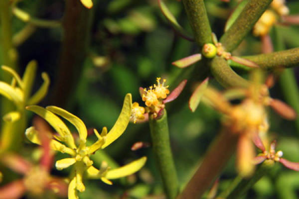 Blossoming of single tree
