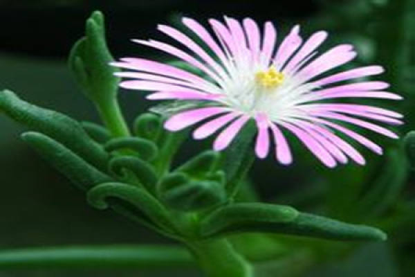 Cleistocalyx
