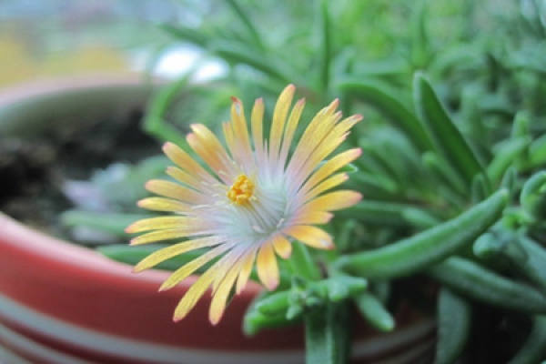 Cleistocalyx