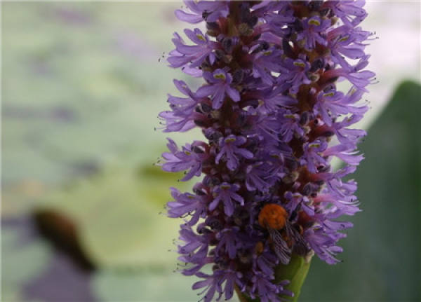 Pontederia cordata culture method