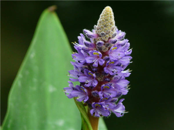 Matters needing attention in the cultivation of Pontederia cordata