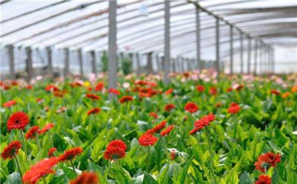 Florescence of Gerbera jamesonii